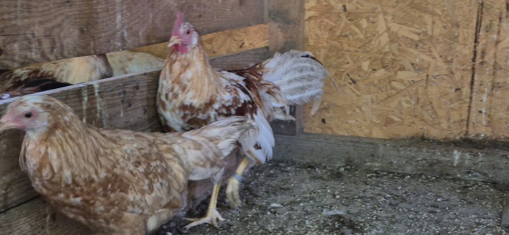 Pary kur marans , arakuana bezogoniasta  , włoszka