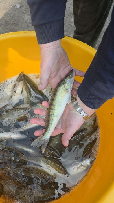 Sandacz karp amur lin pstrąg stawowy