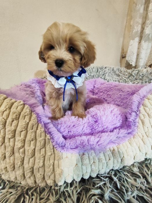 Чарівні малюки Мальтіпу ф1 хлопчики та дівчатка.