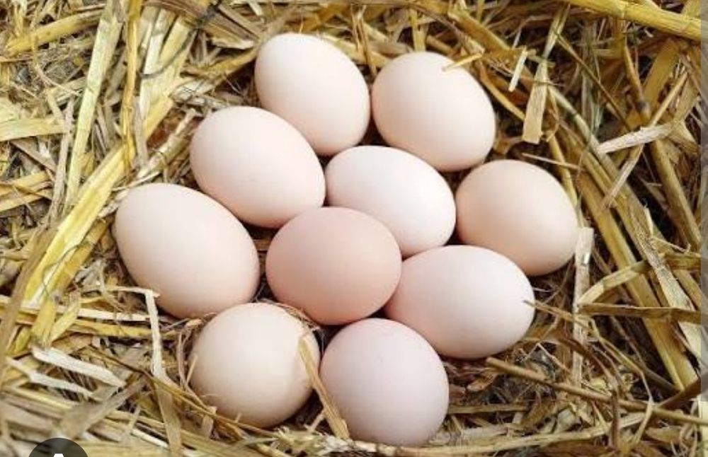 Jajka kurze z wolnego wybiegu