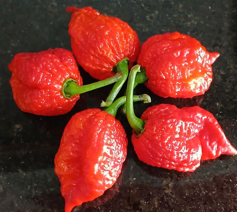 Sementes Pimentas Nucleares,OFERTA Portes Envio