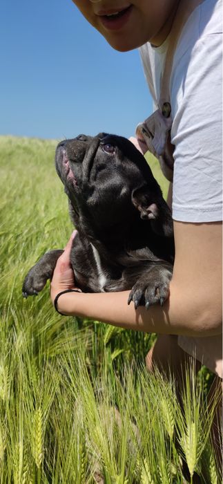 Французский бульдог