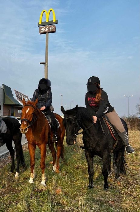 Sprzedam 12 letnią klacz w typie pogrubianym