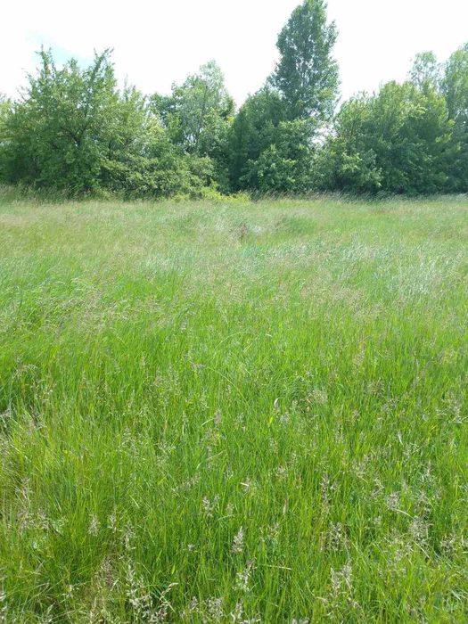 Продам земельній ділянку 6 сот ,в Кременчуці Ріївка