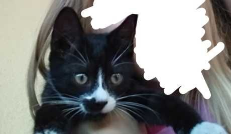 Zaginął kocurek biało czarny