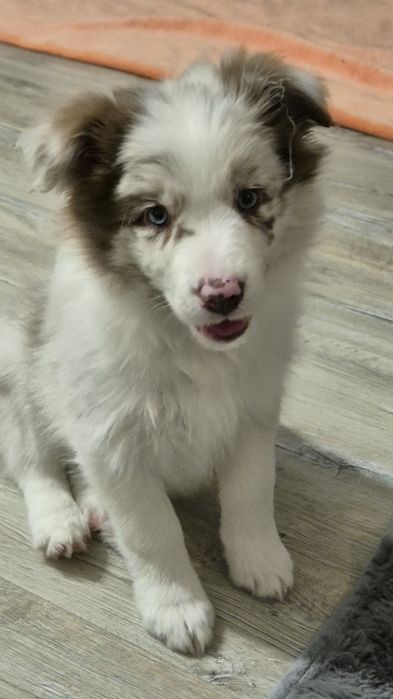 Border Collie szczenięta