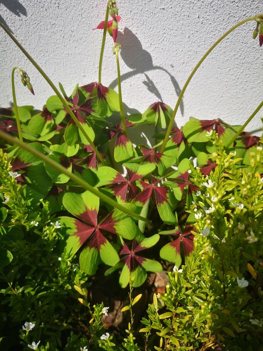 Plantas  trevos de 4 folhas
