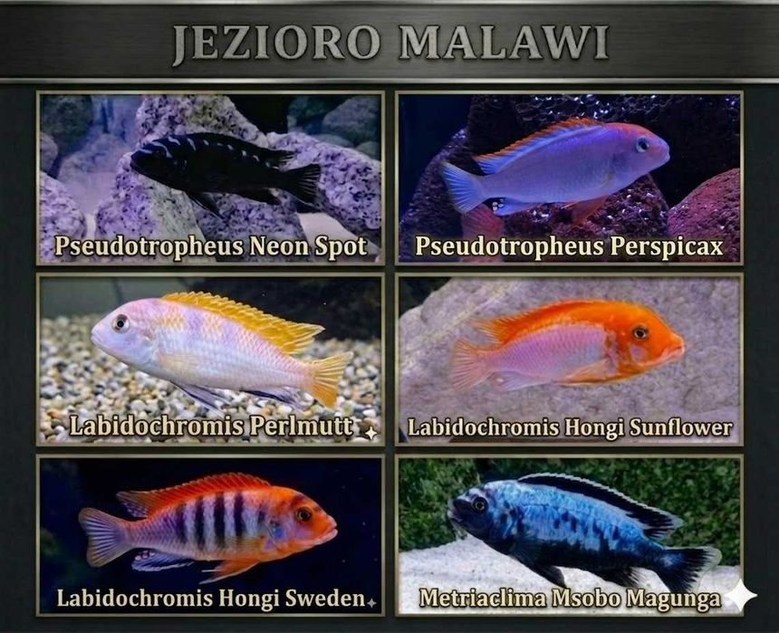 Pyszczaki jezioro Malawi Hodowla Pyszczaków Toruń, Tanganika, Wiktoria