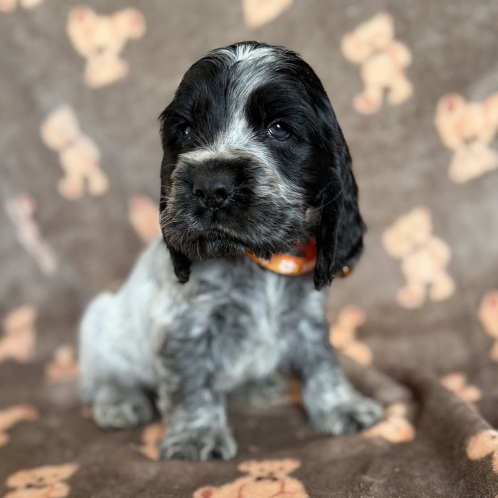 Piesek cocker spaniel angielski szczeniak