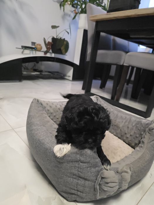 shih-poo dziewczynka