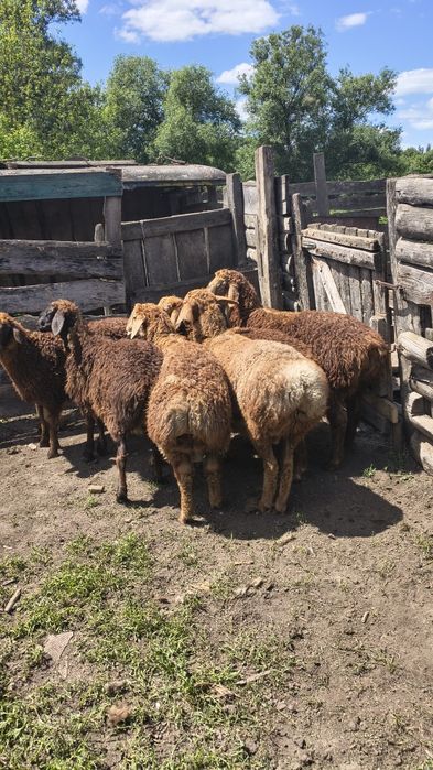 Продам молодняк курдючних баранів.