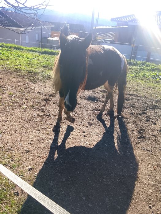 Cavalo macho de raça Pampa Brasileiro