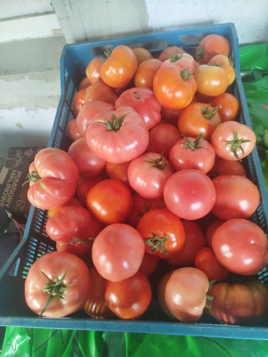 Pomidory z przydomowej foli nadwyżka