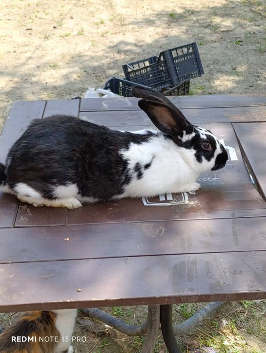 Продам кролів Термонці та Строкачі