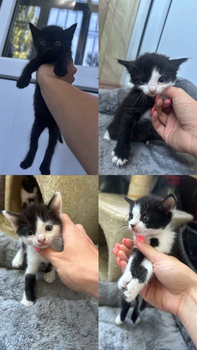 Отдам БЕСПЛАТНО КОТЯТ , 4 мальчика 1 девочка , ласковые