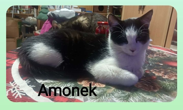 Kociaczki do Adopcji