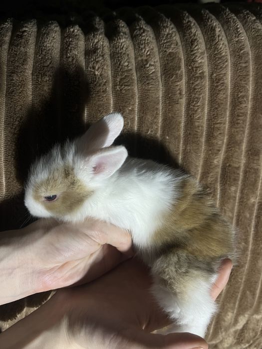 Продам дуже красивих карликових кроликів