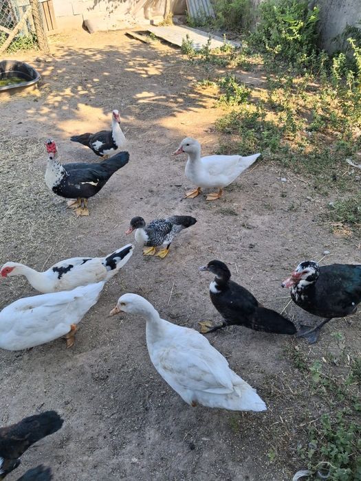 Patos mudos várias idades