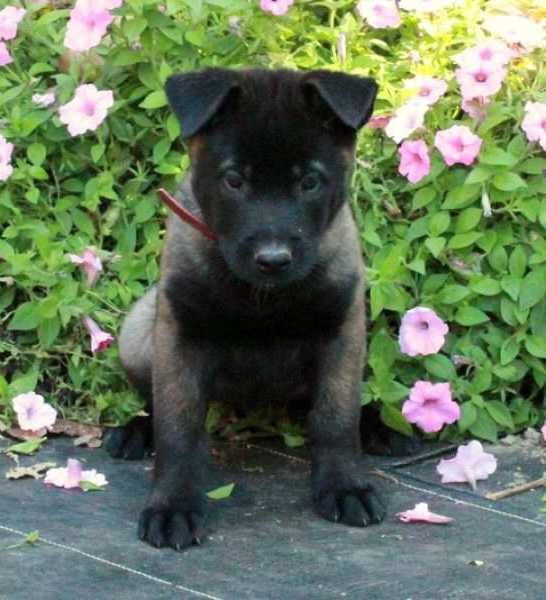 Перспективні щенята бельгійської вівчарки малінуа!