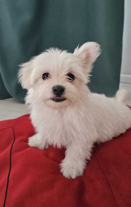 malańczyk dziewczynka do odbioru!!!