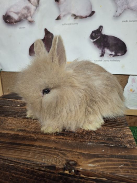 Sprzedam króliczki TEDDY