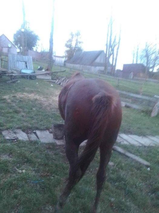 Кобила вік 5 років