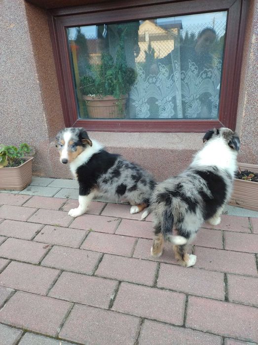 Szczeniak szkocki Collie merle