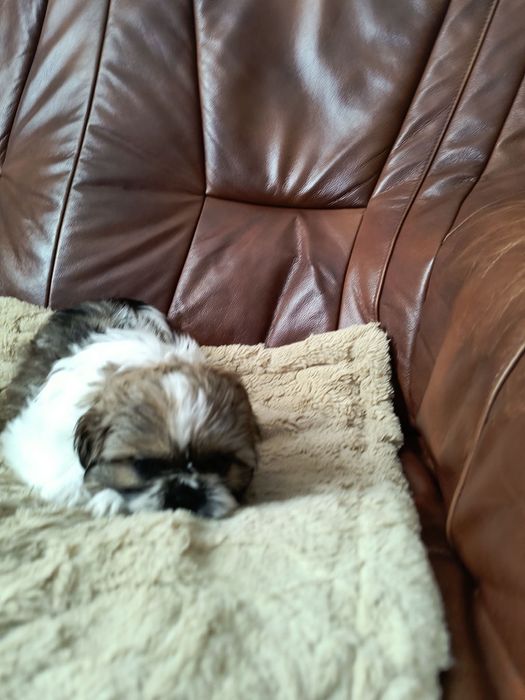 Szczeniak razy Shih Tzu