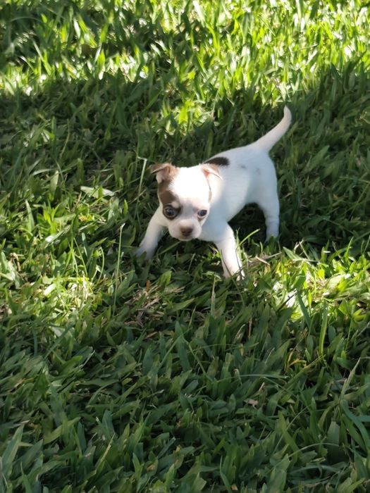 Fêmea Chihuahua mini