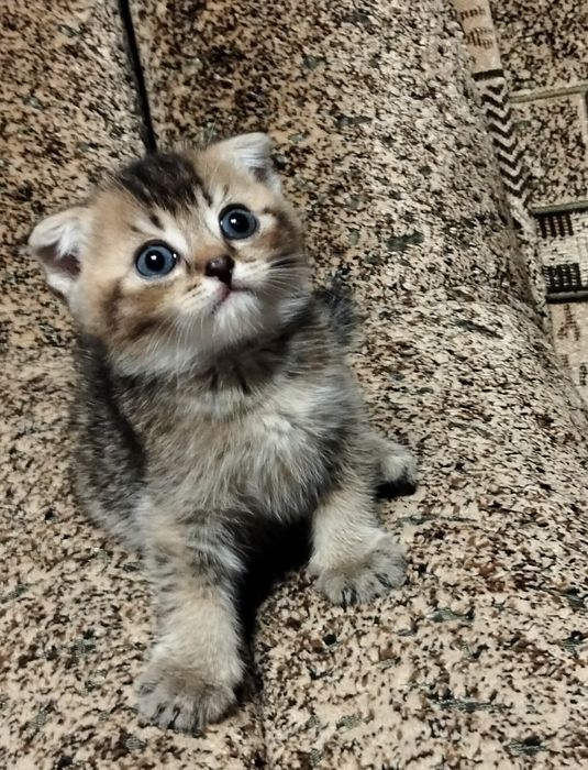 Кошенята шотландської породи