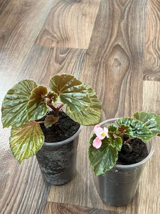 Квіти кімнатні різні