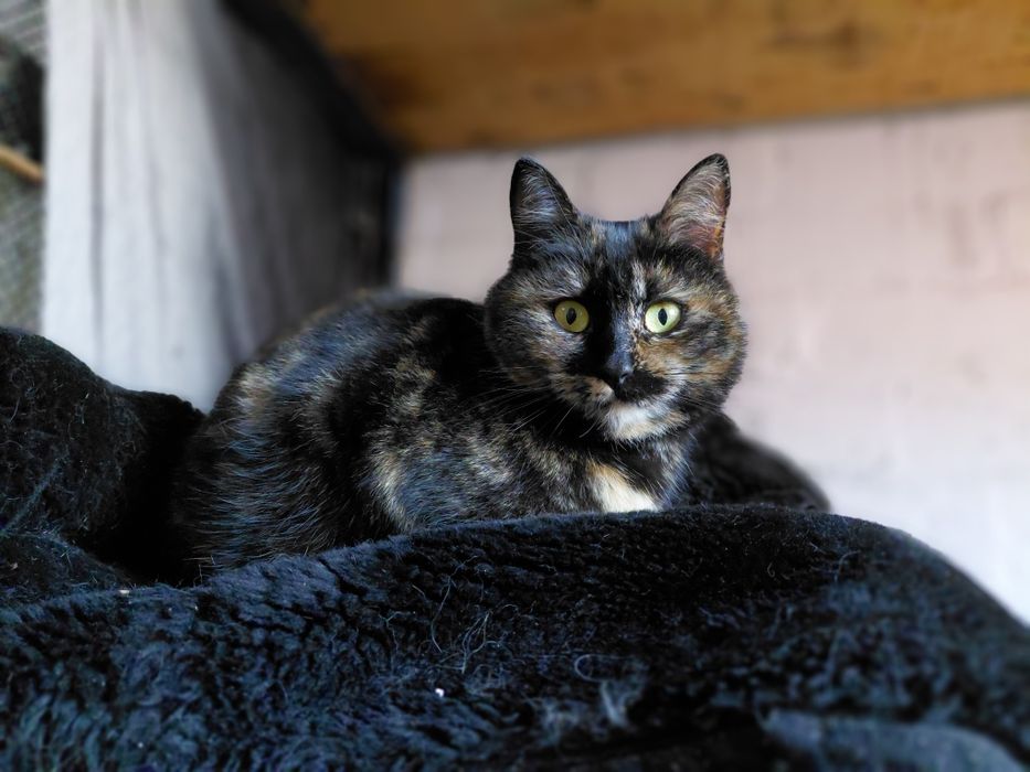 Котикам потрібен дім