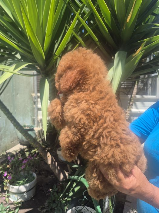 Caniche toy Red Braun