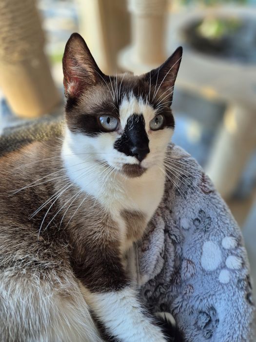 Piękna i dostojna Lili