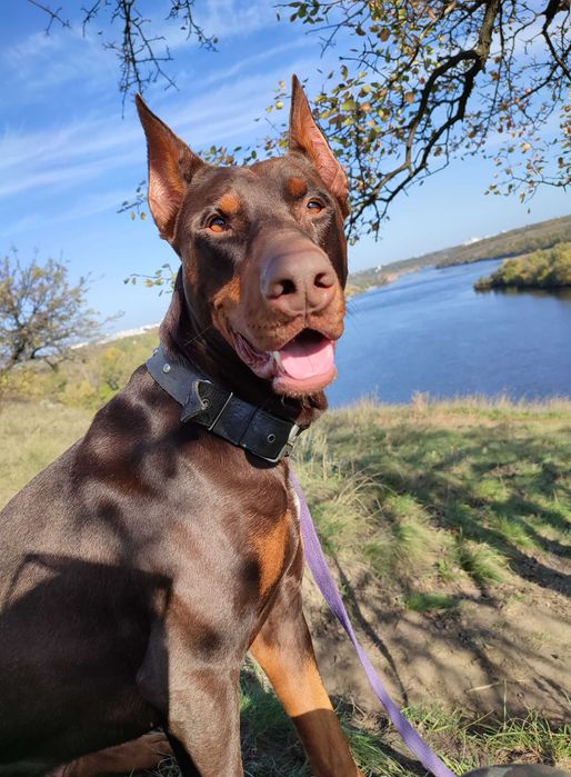 На вязку приглашает молодой кобель породы Доберман