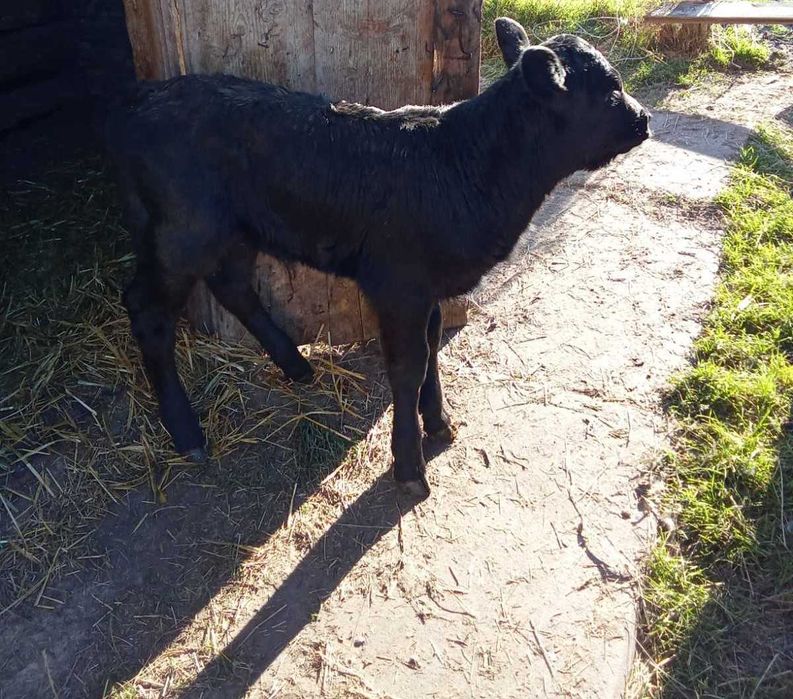 Продам телятко (теличка)