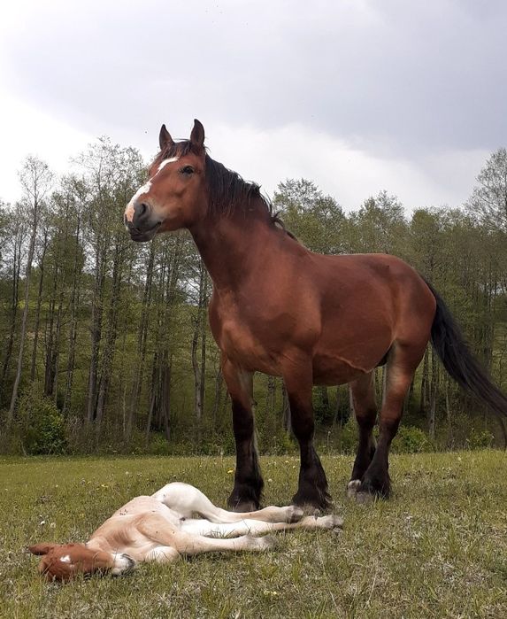 sprzedam klacz pkz lat 13