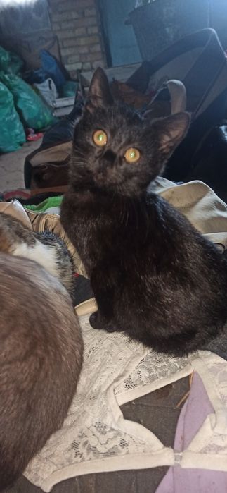 Милі котенята ласкаві друзі