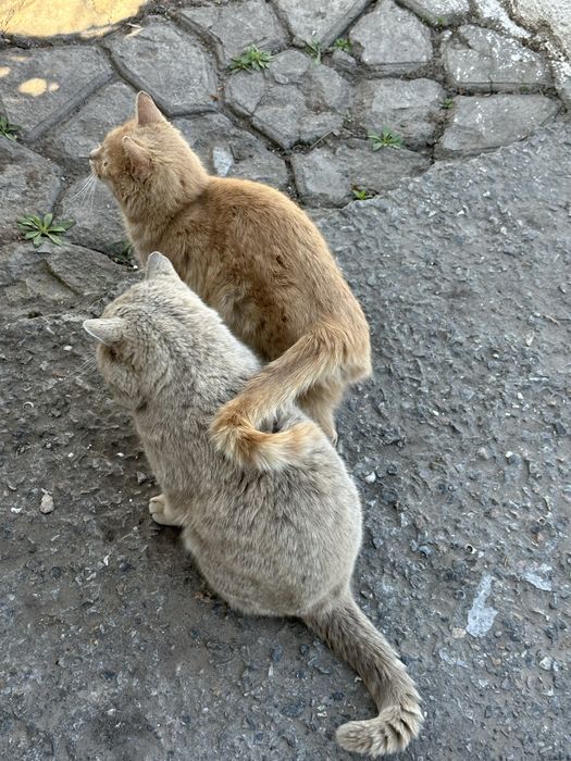 Віддам молоду Кішечку в добрі руки. І кота Британця.