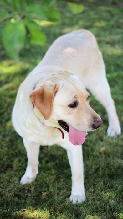 Віддам щенят, цуценят лабладора