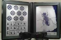 Test Muchy, narzędzie diagnostyczne w badaniu widzenia przestrzennego