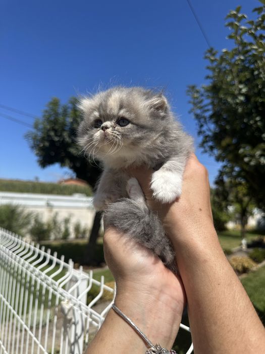 Gatinha Persa Cinza