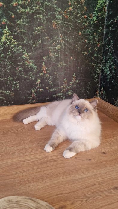 Kotka Ragdoll RAG n 04