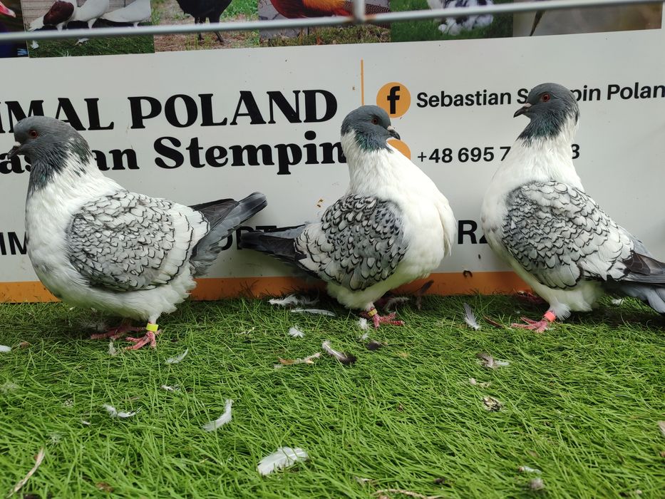 Gołębie. Straser. Strasery . Możliwy transport od 2 stycznia