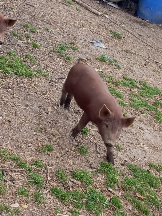 Vendo leitões duroc com pietran