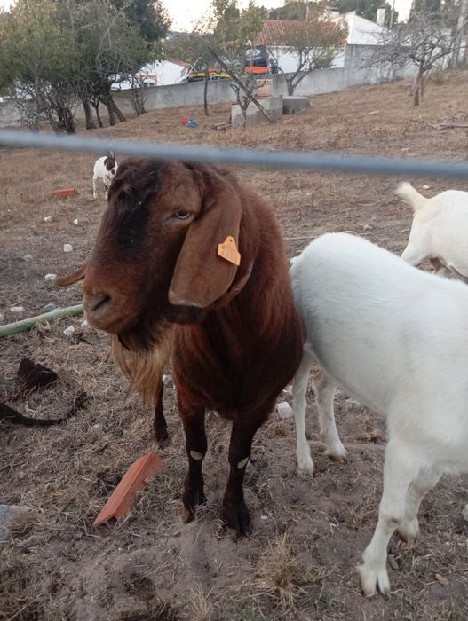 Cabras boer e cruzadas