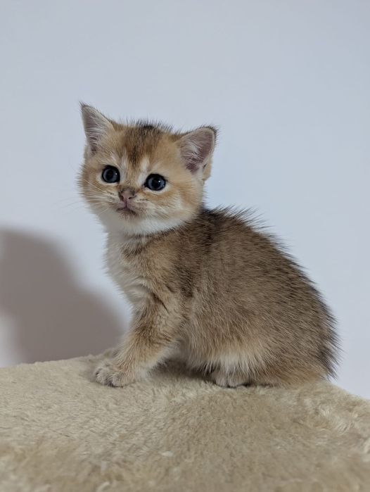 Szkocka kotka dziewczyna