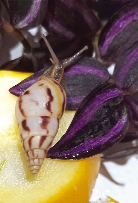 Ślimaki afrykańskie, Limicolaria agathina Nigeria.