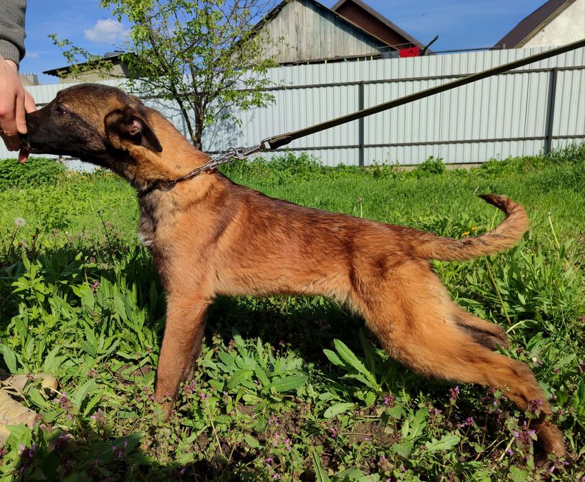 Цуценята Малінуа
