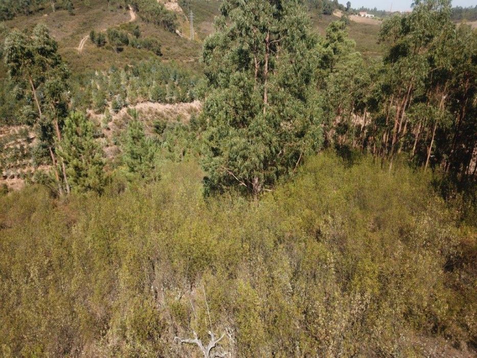 Terreno 8240m2 Abrantes - Martichel - Costa do Lagar